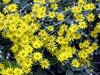 Yellow Flowering Senecio
